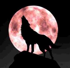 �����Ѫ������